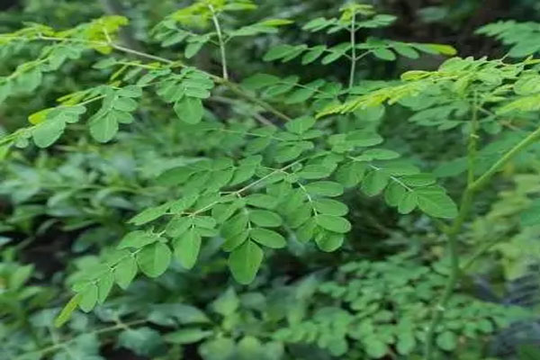 Moringa | ಈ ಒಂದು ಗಿಡ ನಿಮ್ಮ ಮನೆಮುಂದೆ ಇದ್ರೆ ಸಾಕು! ಯಾವ ಡಾಕ್ಟರ್ ಹತ್ರಾನೂ ಹೋಗೋ ಅವಶ್ಯಕತೆ ಇಲ್ಲ